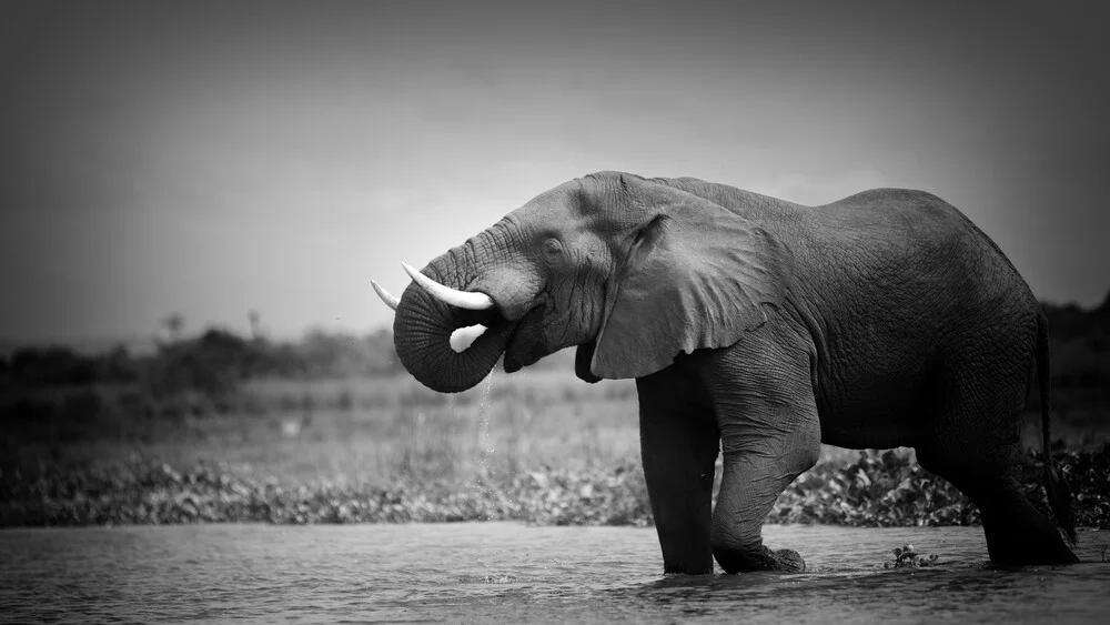 Portrait Elefant - Albert Nil Murchsison Falls Uganda - fotokunst von Dennis Wehrmann