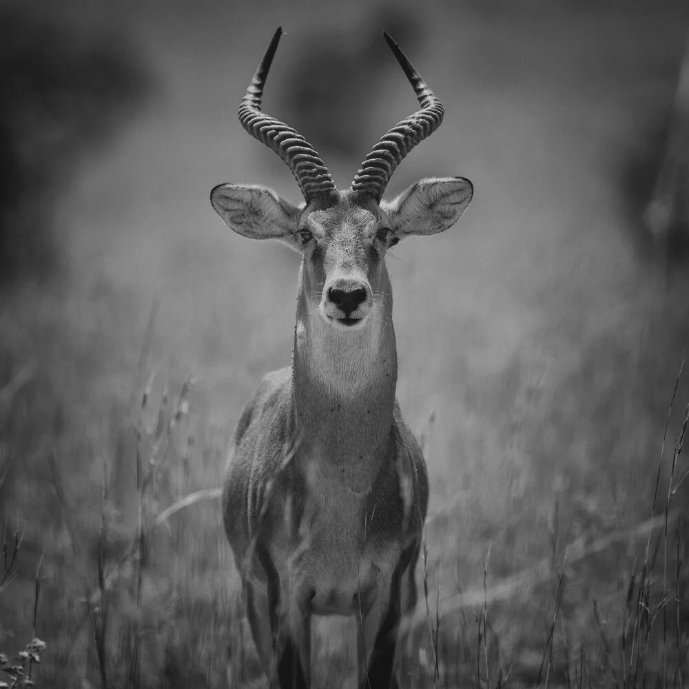 Portrait Uganda Grasantilope - fotokunst von Dennis Wehrmann