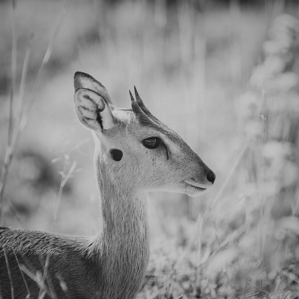 Fine Art Portrait Steinbock - fotokunst von Dennis Wehrmann