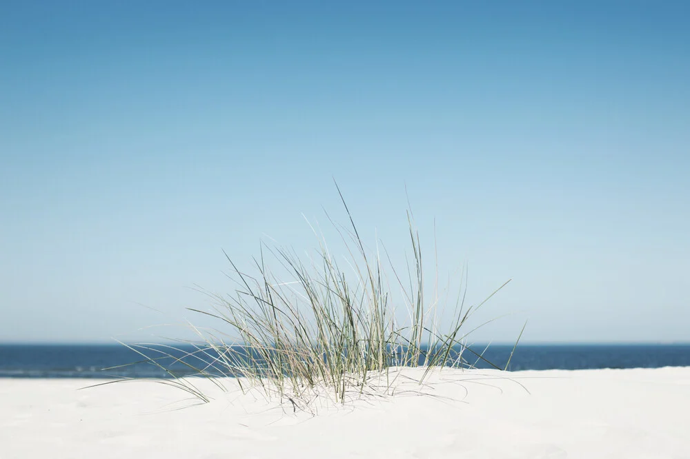 Strandgras am Meer - fotokunst von Manuela Deigert