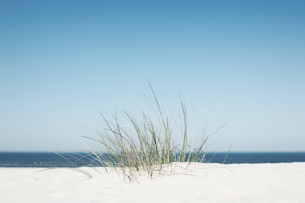 Grasses at the beach - Fineart photography by Manuela Deigert