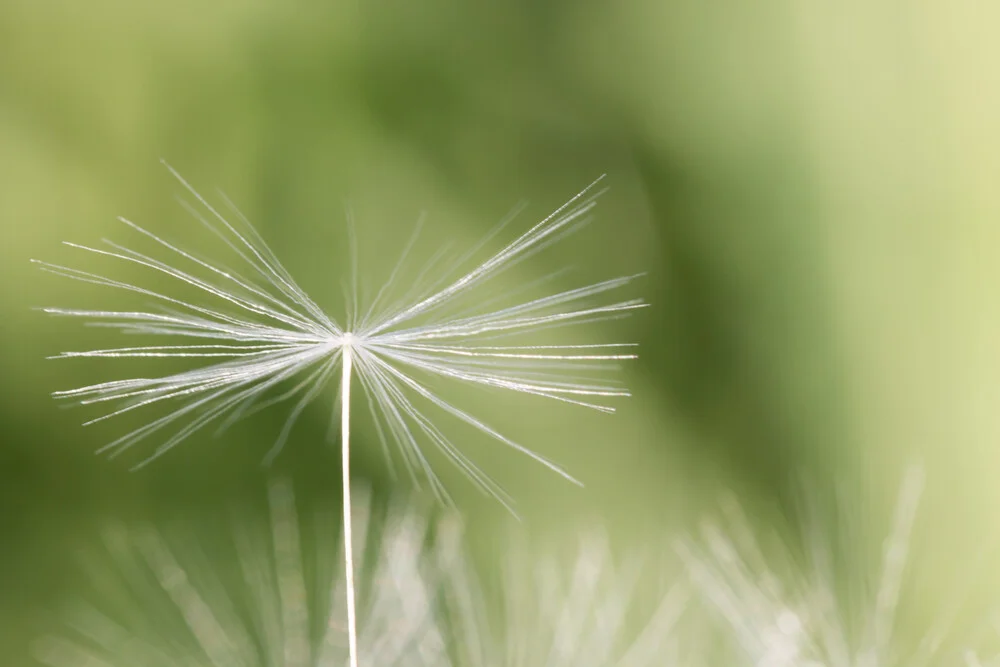 Dandelion - Fineart photography by Manuela Deigert