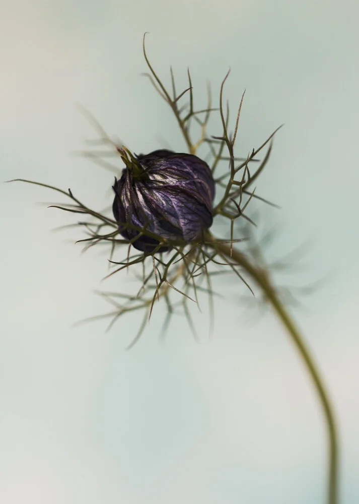 Jungfer im Grünen - fotokunst von Manuela Deigert