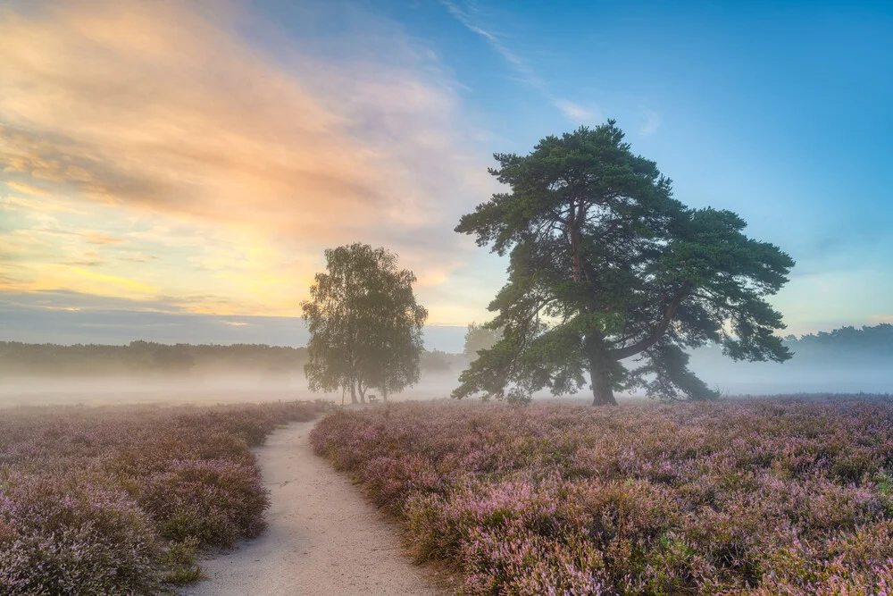 Morning fog in the westrupe heath - Fineart photography by Michael Valjak