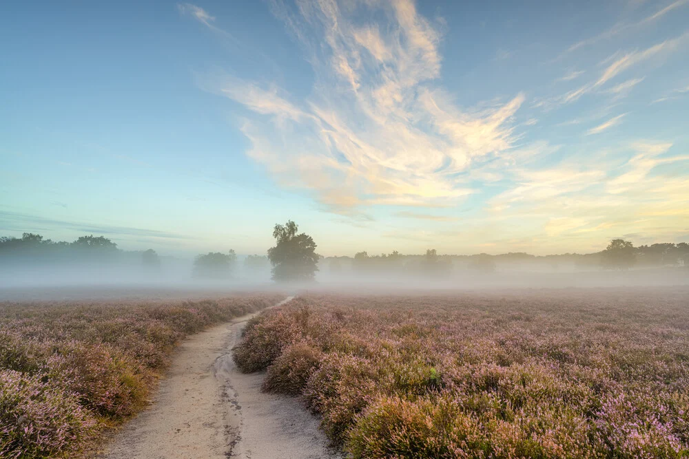 Morning mood in the westrupe heath - Fineart photography by Michael Valjak