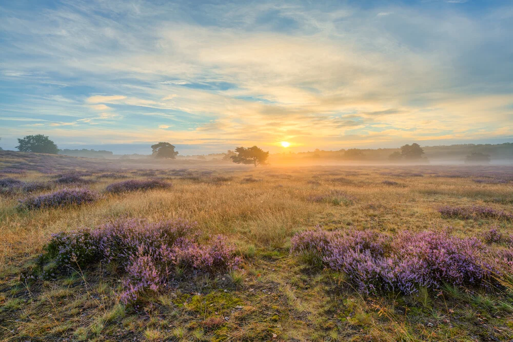 Sonnenaufgang in der Westruper Heide - fotokunst von Michael Valjak