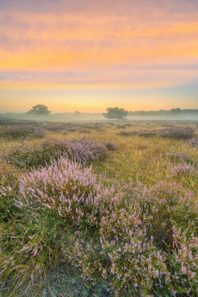 Kurz vor Sonnenaufgang in der Heide - fotokunst von Michael Valjak