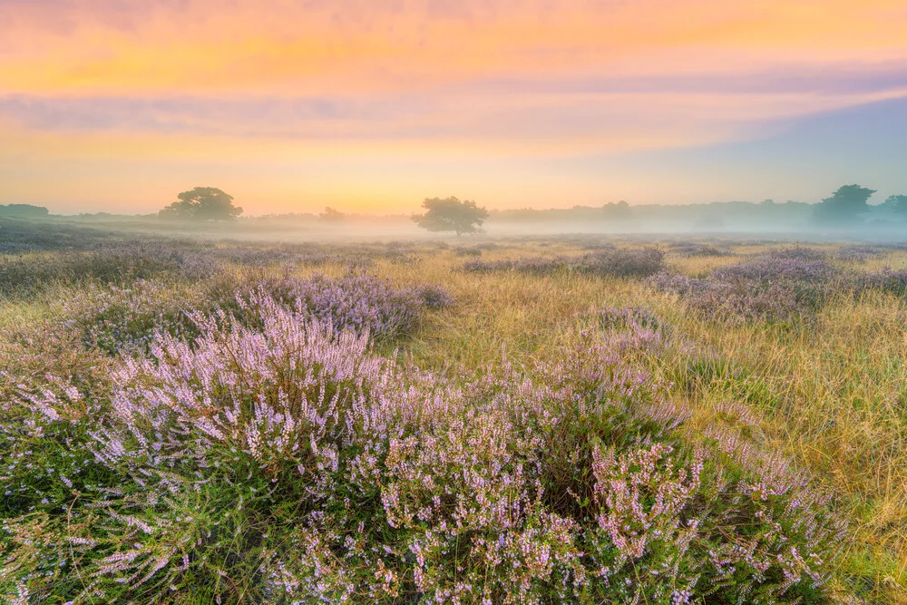 Heathland in the fog just before sunrise - Fineart photography by Michael Valjak