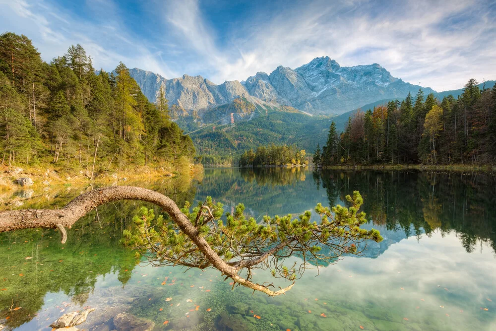 Kiefer am Eibsee in Bayern - fotokunst von Michael Valjak