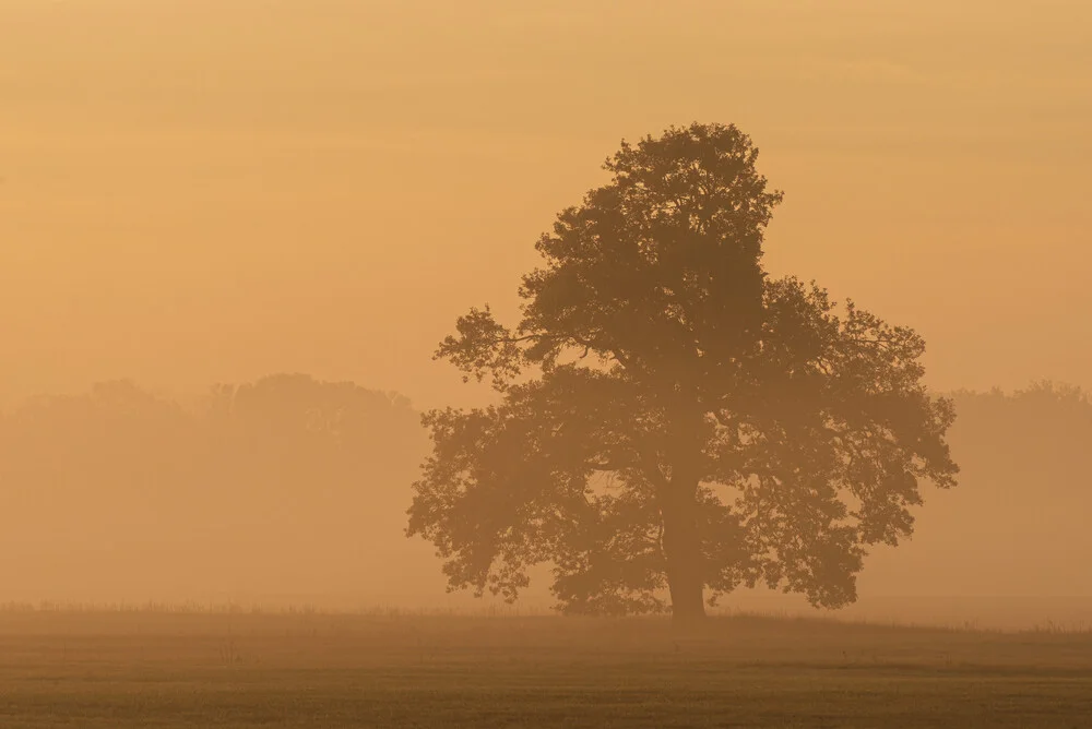 Nebliger Sonnenaufgang in den Elbauen bei Magdeburg - fotokunst von Christian Noah