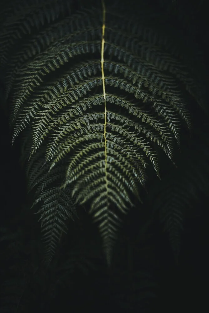 Fern - Fineart photography by Patrick Monatsberger