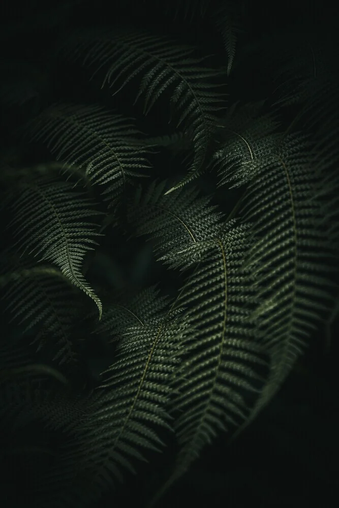 Dark Fern - Fineart photography by Patrick Monatsberger