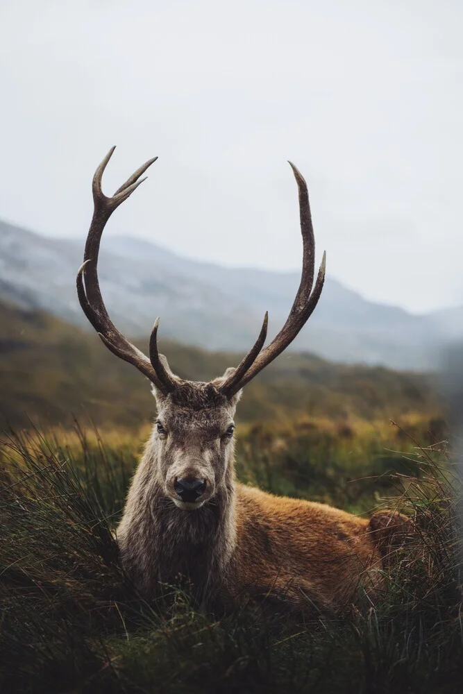 Der Wächter der Highlands - fotokunst von Patrick Monatsberger