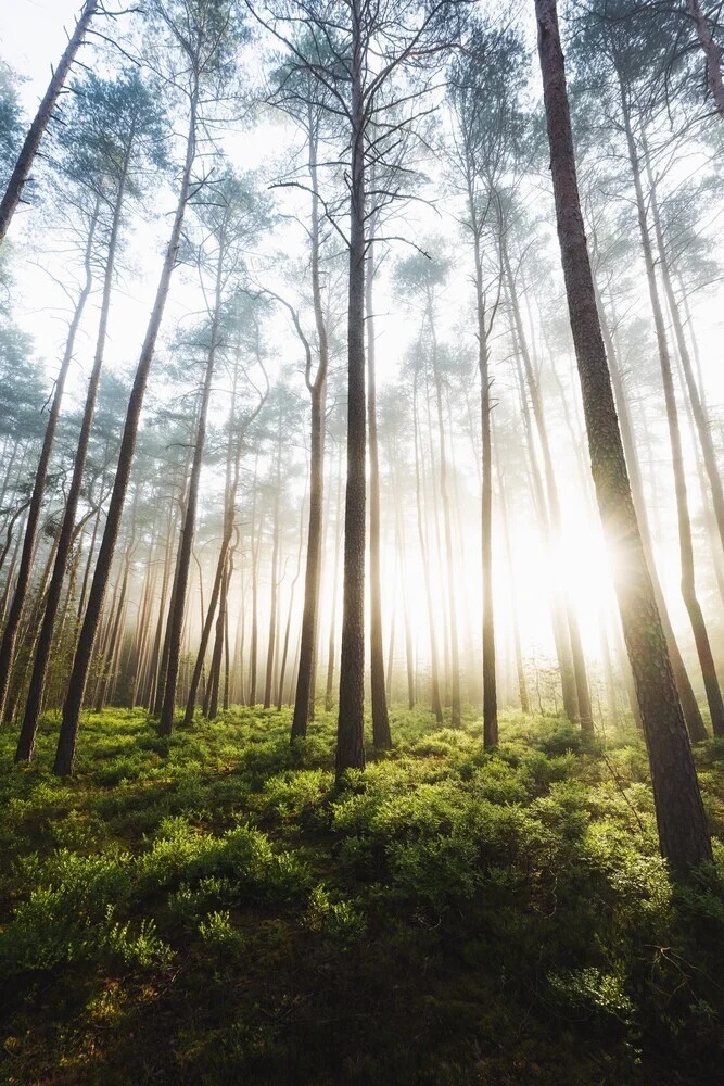 Waldspaziergang - fotokunst von Patrick Monatsberger