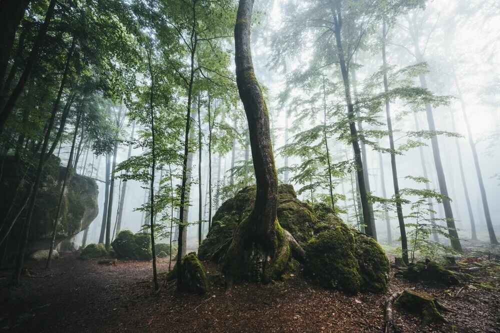 Baum auf Fels - fotokunst von Patrick Monatsberger