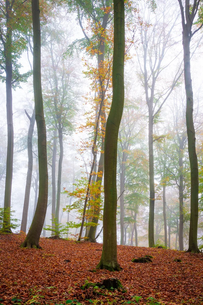 Herbststimmung im Wald - fotokunst von Martin Wasilewski