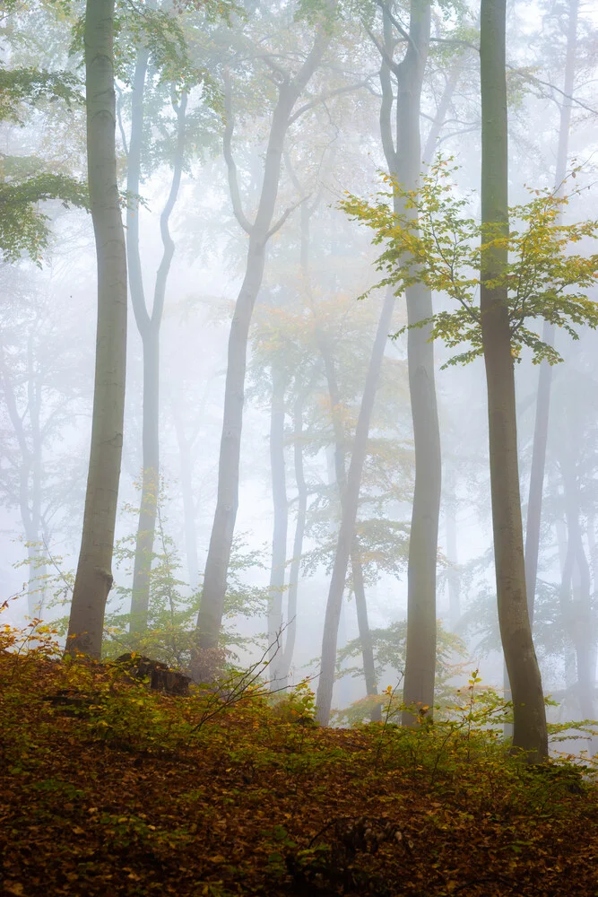 Nebelwald auf Usedom - fotokunst von Martin Wasilewski