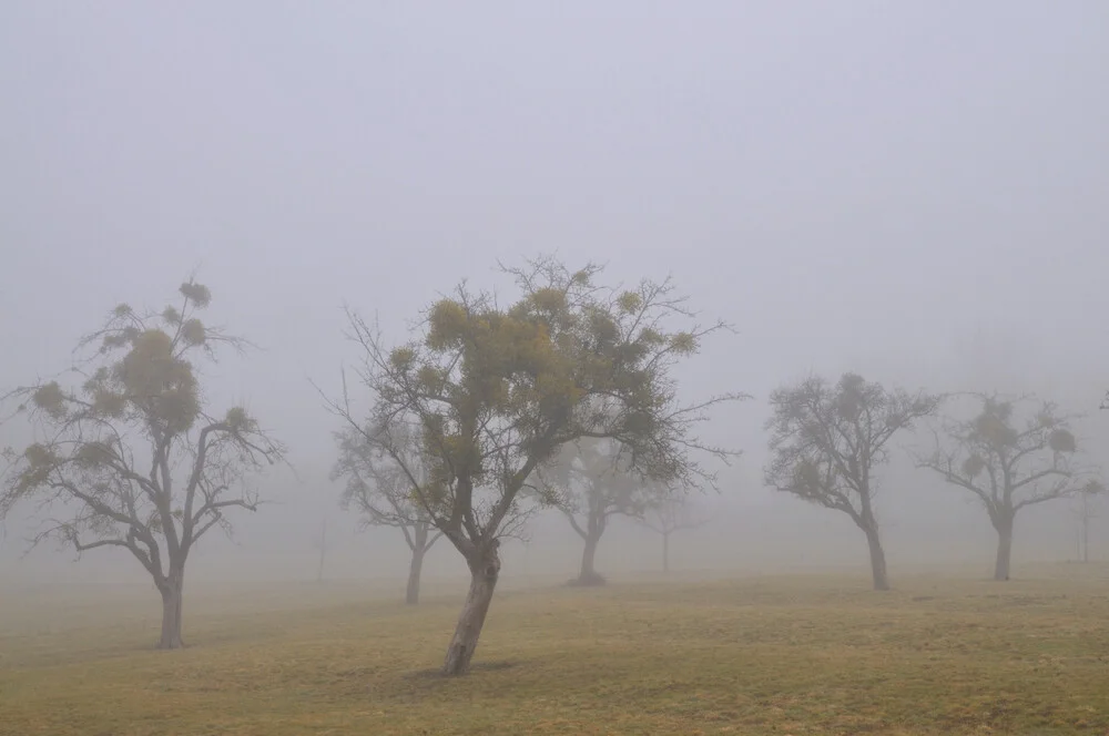 Baeume im Nebel - fotokunst von J.A. Fischer