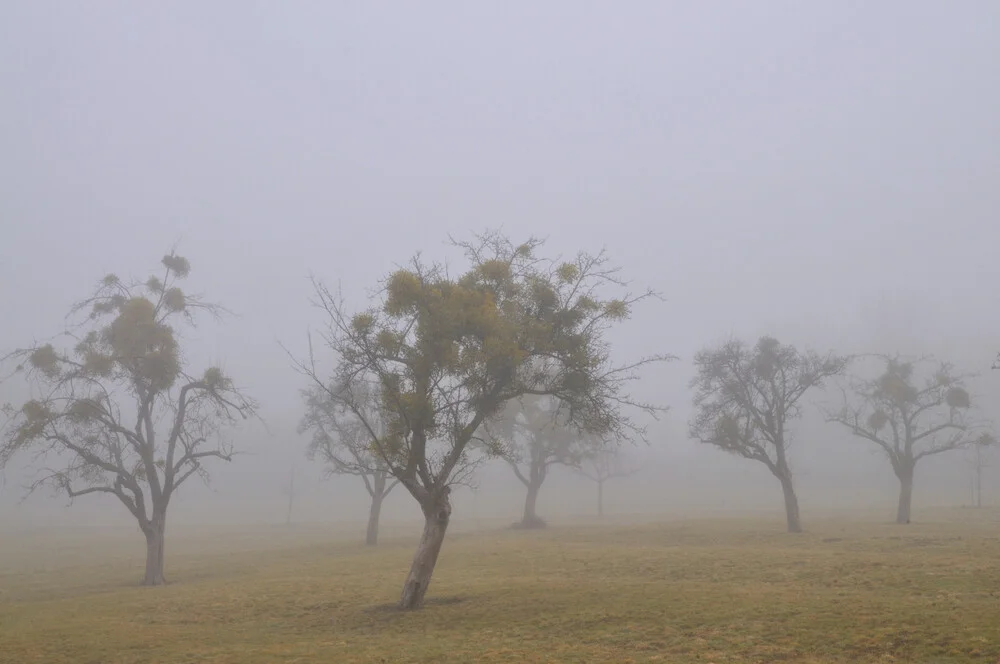 Baeume im Nebel - Fineart photography by J.A. Fischer