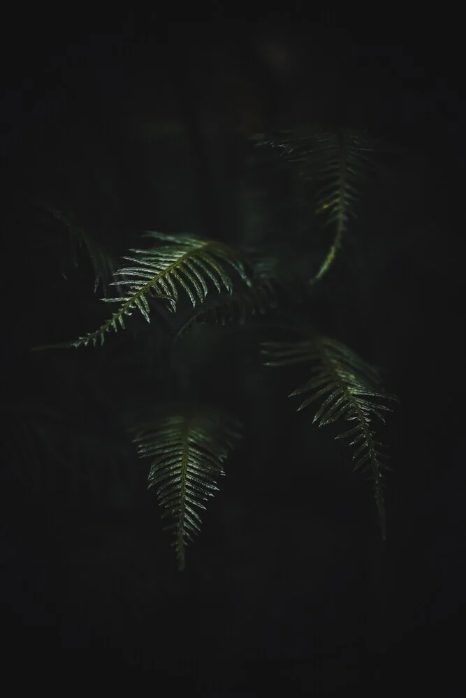 Ferns in Darkness - Fineart photography by Patrick Monatsberger