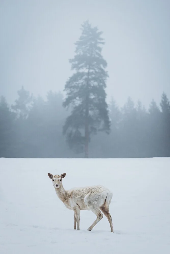 Der Weiße Wanderer - fotokunst von Patrick Monatsberger