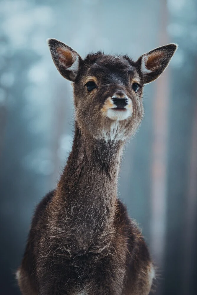 Zartes Wesen - fotokunst von Patrick Monatsberger