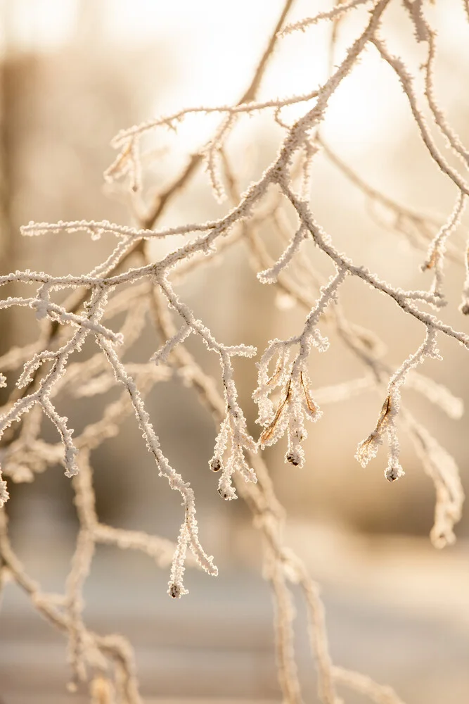 Frosty Morning 6 - fotokunst von Mareike Böhmer