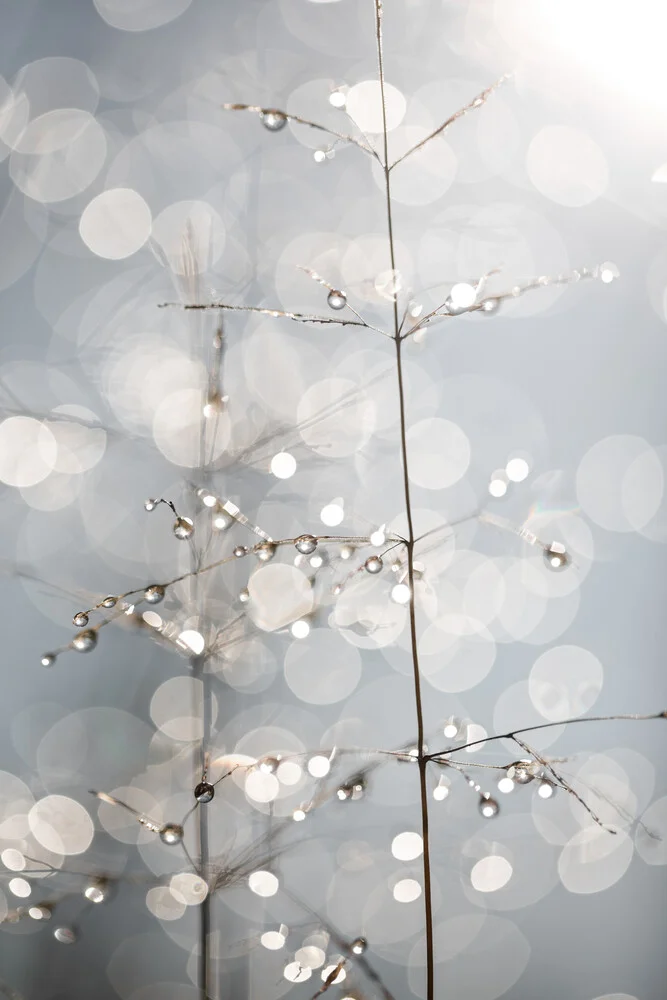 Natural Sparkle - Fineart photography by Mareike Böhmer