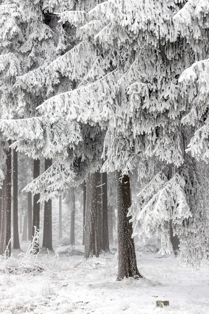 Winter Forest 2 - fotokunst von Mareike Böhmer