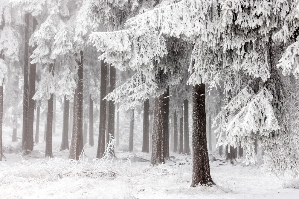 Winter Forest 3 - fotokunst von Mareike Böhmer