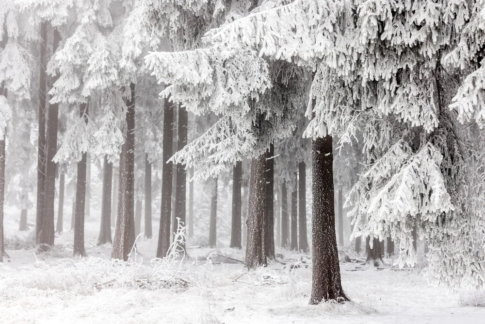 Winter Forest 3 - Fineart photography by Mareike Böhmer