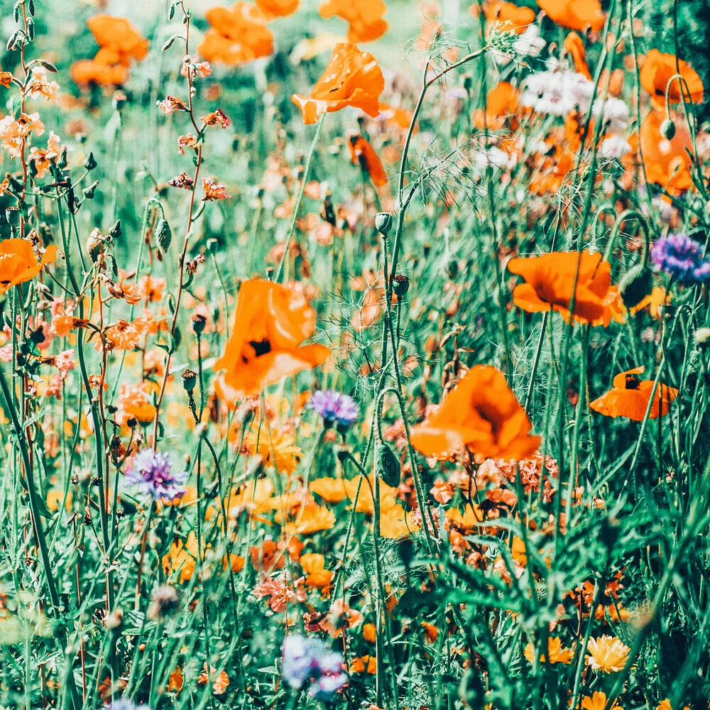 Eva | Nature Floral Meadow Garden | Photography Botanical Spring - fotokunst von Uma Gokhale