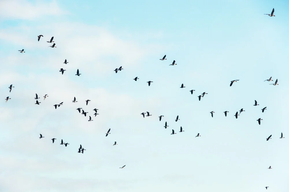 Vogelflug - fotokunst von Manuela Deigert