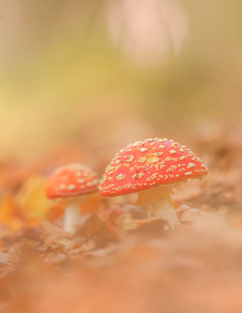 Toadstools in the autumn forest - Fineart photography by Christian Noah