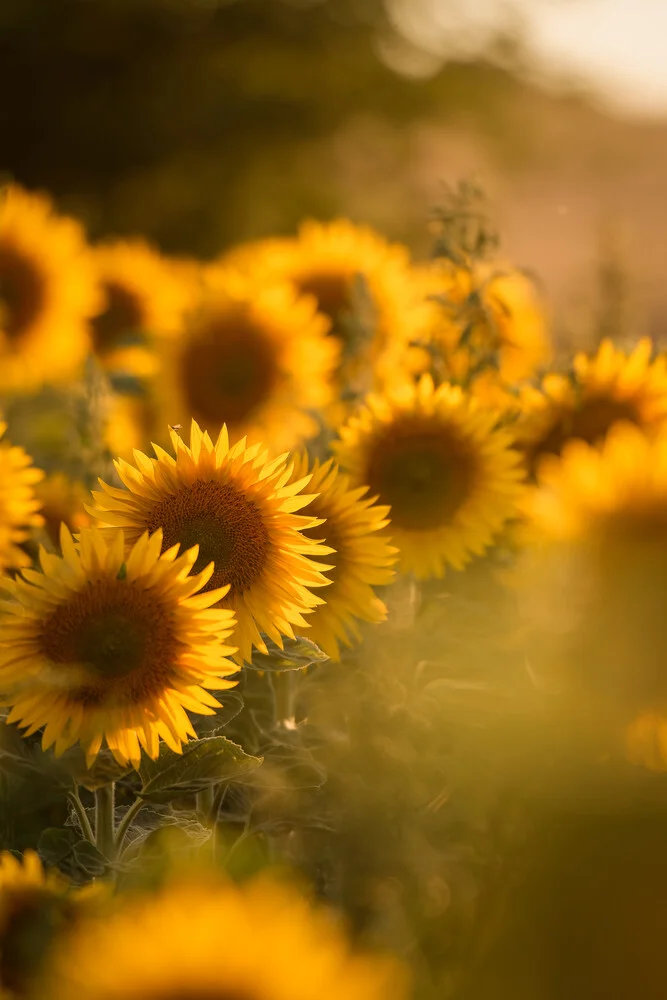 Sonnenblumen im abendlichen Sonnenlicht - fotokunst von Christian Noah