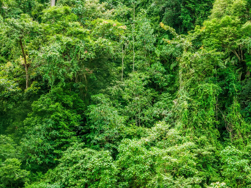 The Jungle - Fineart photography by Johann Oswald