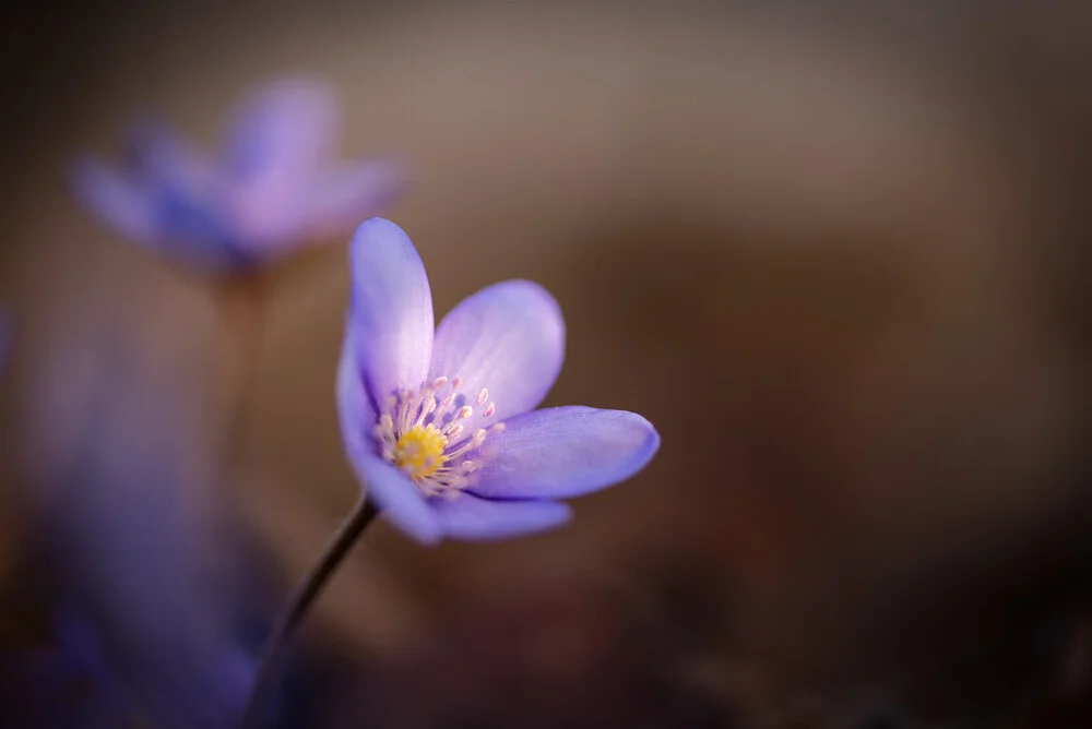 Leberblümchen im abendlichen Sonnenlicht - fotokunst von Christian Noah