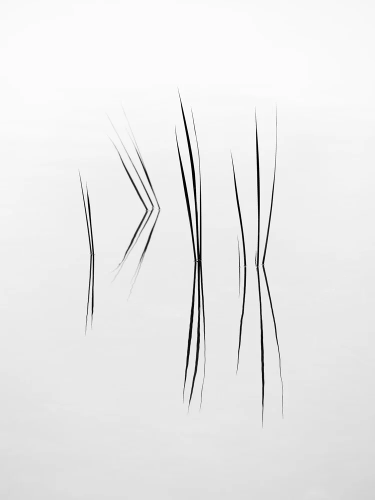 Delicate Beauty - fotokunst von Holger Nimtz