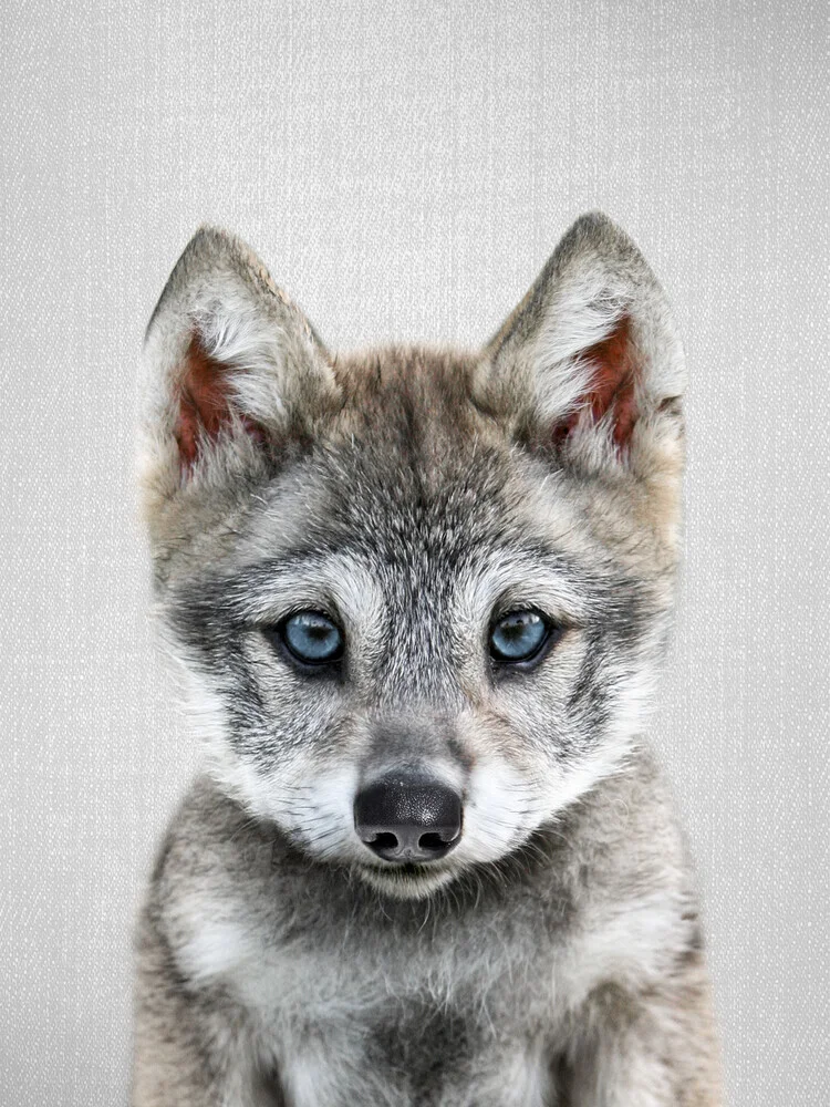 Baby Wolf - fotokunst von Gal Pittel