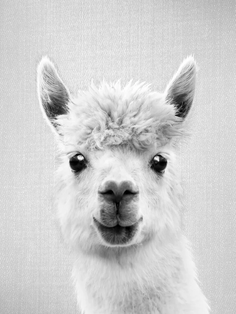 Llama - Black & White - fotokunst von Gal Pittel
