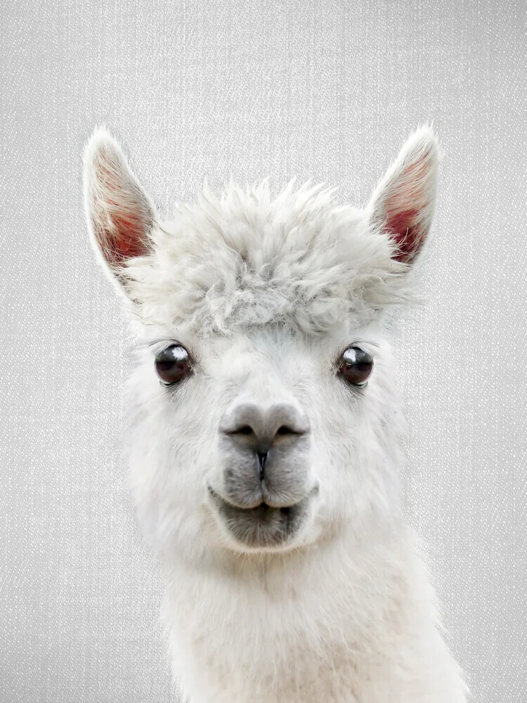 Llama - fotokunst von Gal Pittel