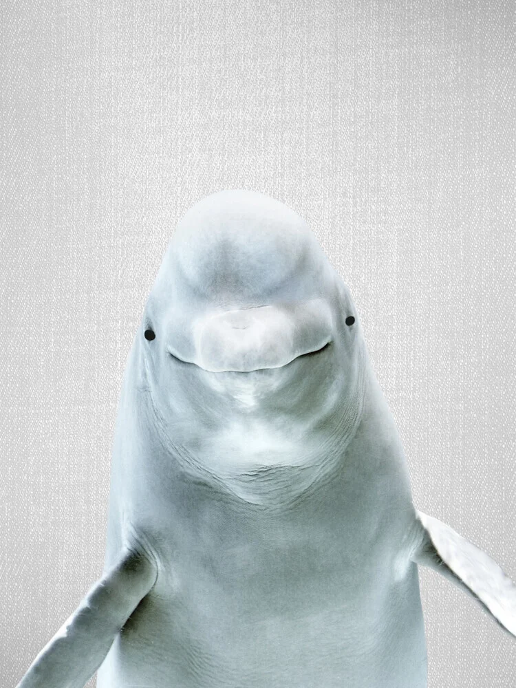 Beluga Whale - fotokunst von Gal Pittel
