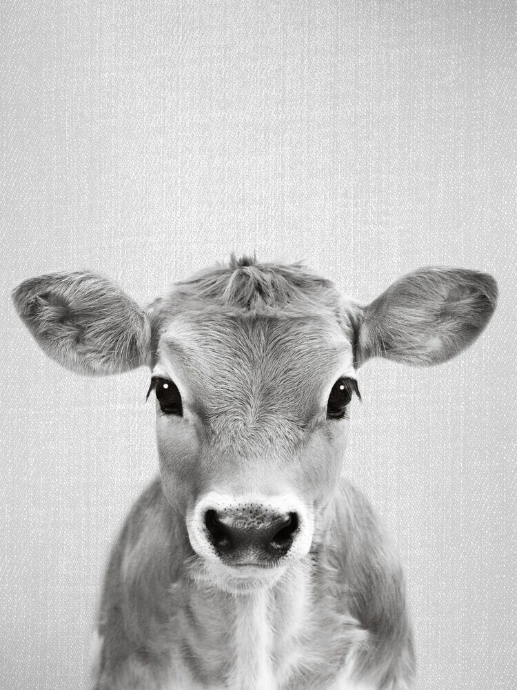 Calf - Black & White - fotokunst von Gal Pittel