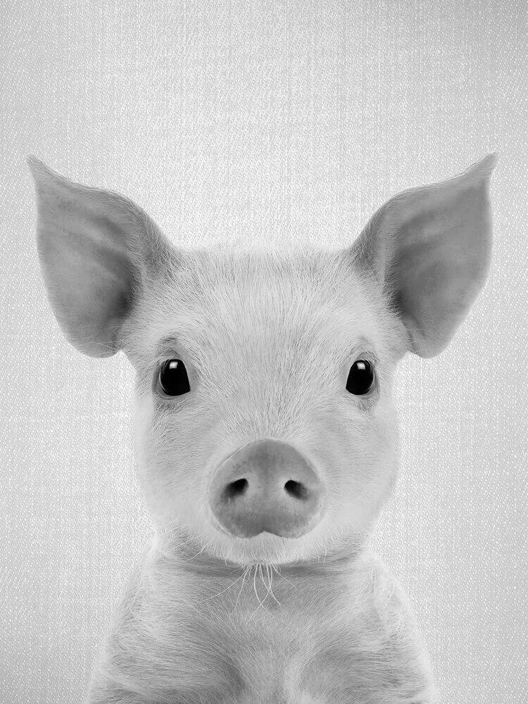 Piglet - Black & White - fotokunst von Gal Pittel