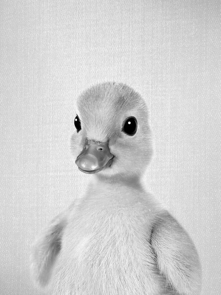 Duckling 2 - Black & White - fotokunst von Gal Pittel