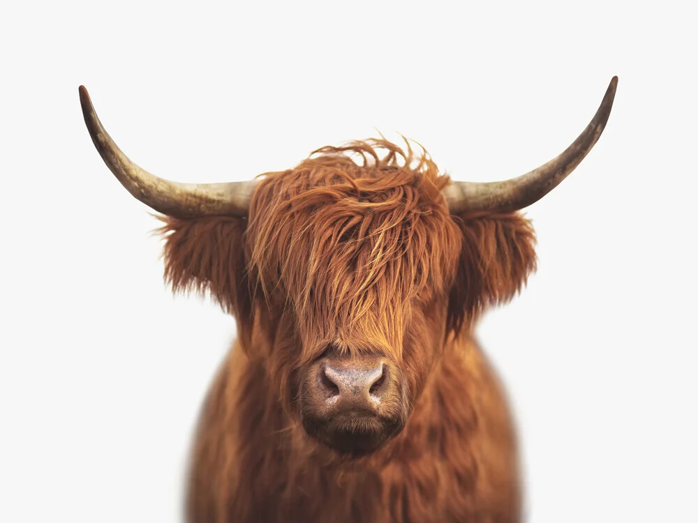 Highland Cow - fotokunst von Gal Pittel