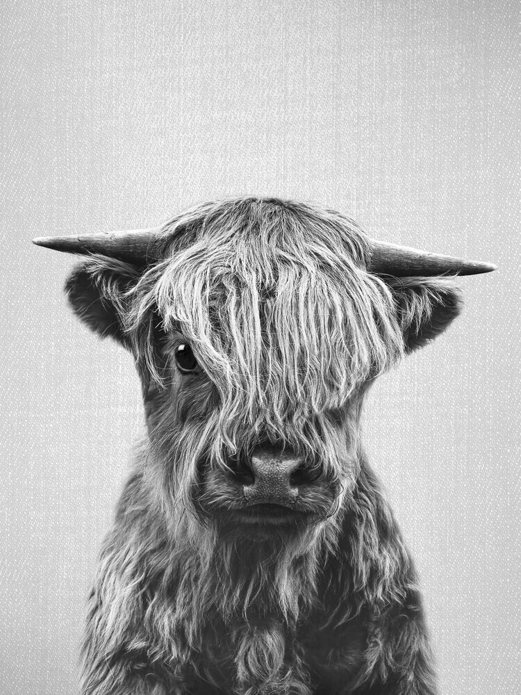 Highland Calf - Black & White - fotokunst von Gal Pittel