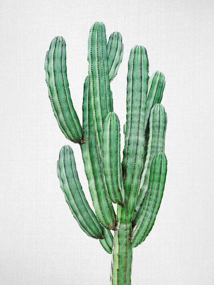 Cactus 3 - fotokunst von Gal Pittel