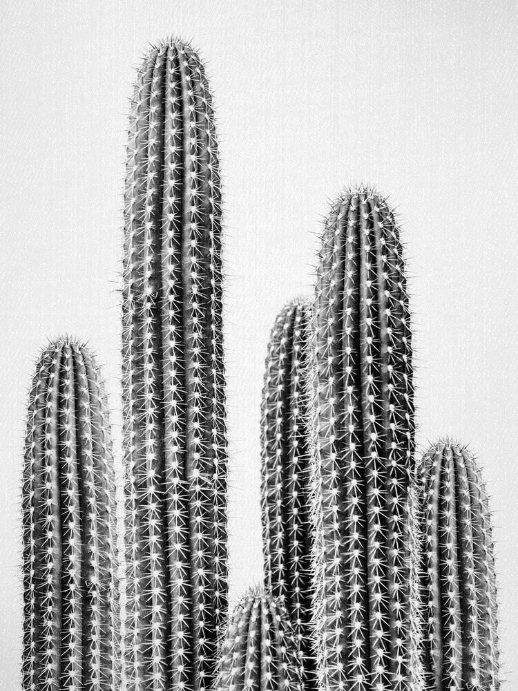 Cactus 2 - Black & White - fotokunst von Gal Pittel