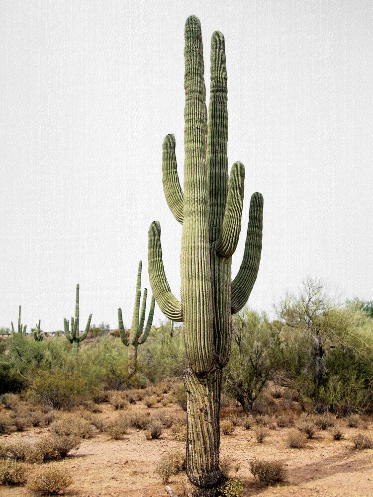 Arizona Cactus - fotokunst von Gal Pittel